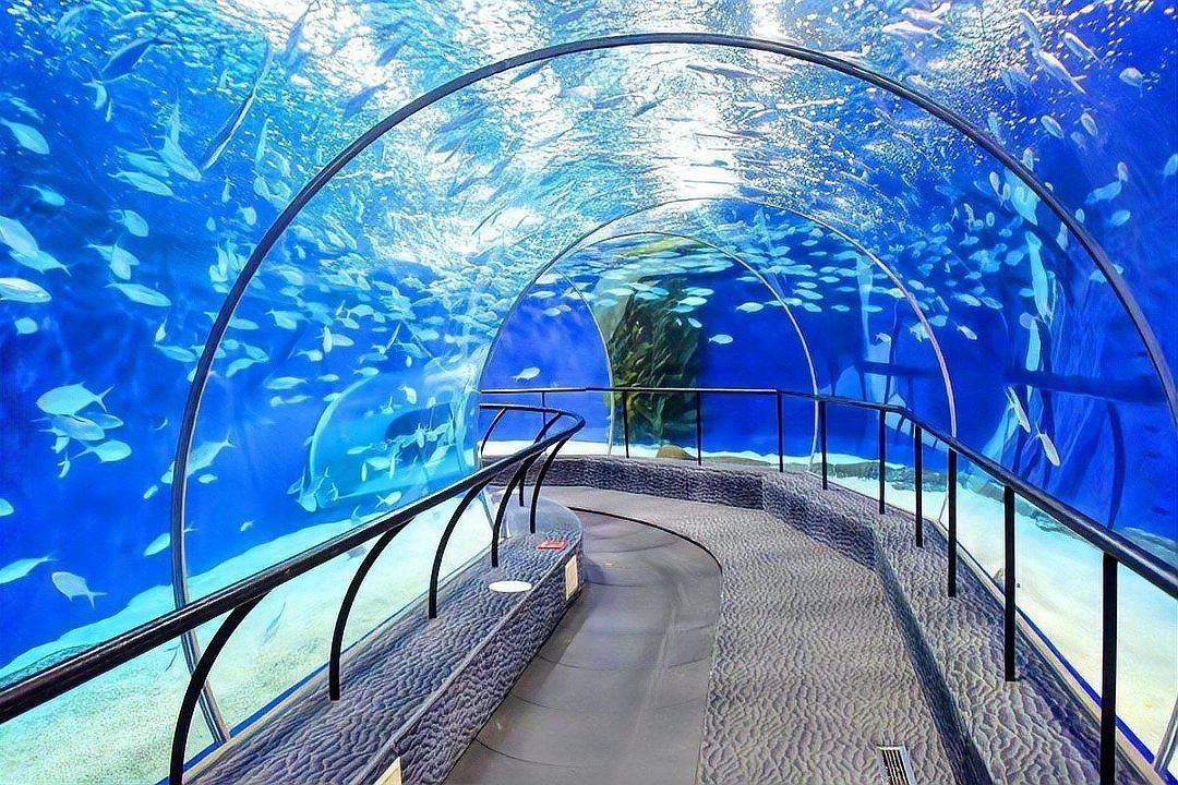 隆堯水族店|邢臺(tái)隆堯縣水族館