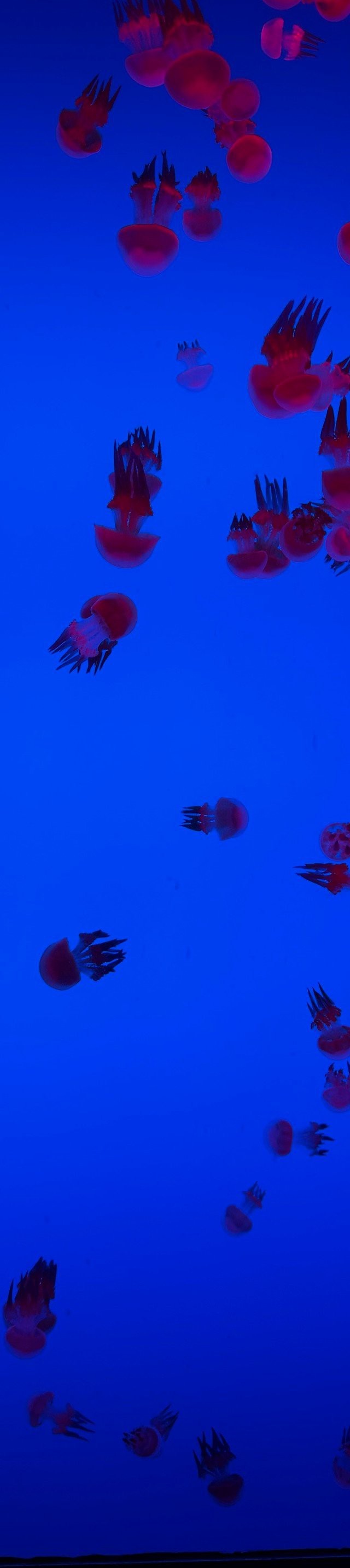 魯甸水族店|昭通魯甸水族館為何注銷魯甸水族館經營記錄均以觀賞魚及配套設備零售為主業