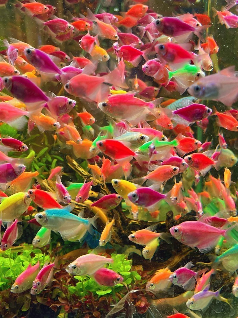 陜縣水族店|超超亮點水族館為何注銷超超亮點水族館有哪些特色產品 陜縣水族店|超超亮點水族館為何注銷超超亮點水族館有哪些特色產品 全國水族館企業名錄 第4張