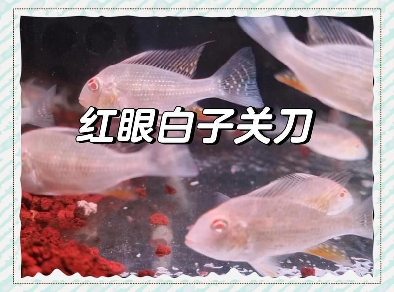 紅眼白子球鯊|紅眼白子球鯊：神秘水域的白色魅影