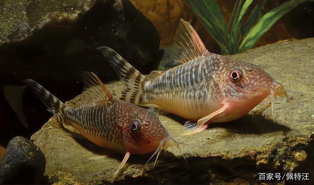 裸缸可以養鼠魚嗎|裸缸養鼠魚可行性