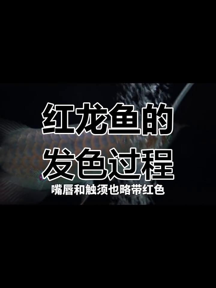 紅龍魚成年期顏色變化|紅龍魚從幼年到成年的色彩變化與飼養技巧