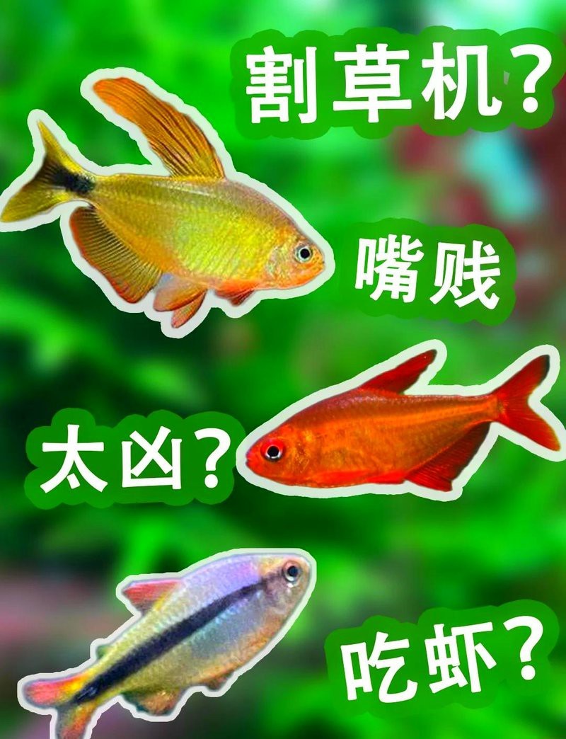 檸檬鯽咬魚(yú)的毒性有多強(qiáng)|\
