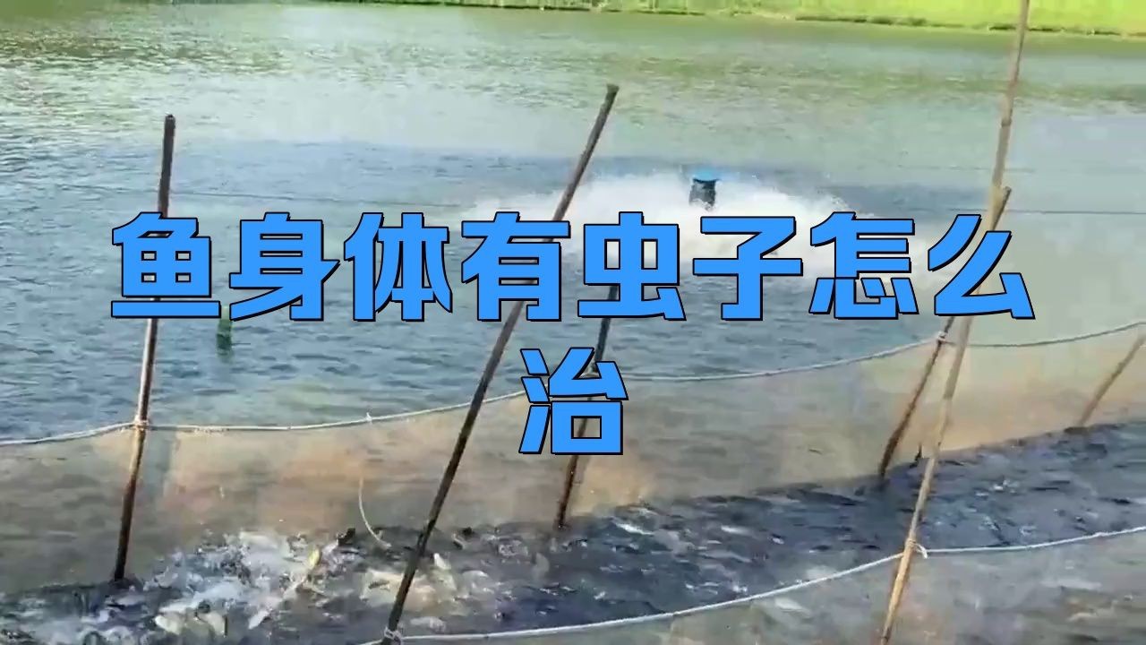 哪些中藥對魚寄生蟲有效？|搜狐新聞魚身體有蟲子怎么治漁業衛士草魚有寄生蟲用什么藥農業智者