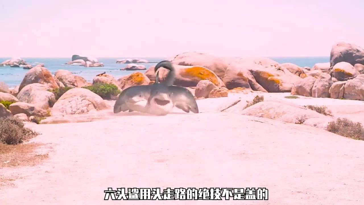 六頭鯊魚|嗶哩嗶哩六頭鯊