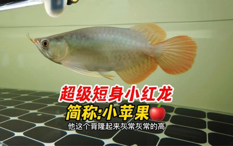 短身龍魚是雜魚嗎|短身龍魚并非雜魚，它屬于骨舌魚科
