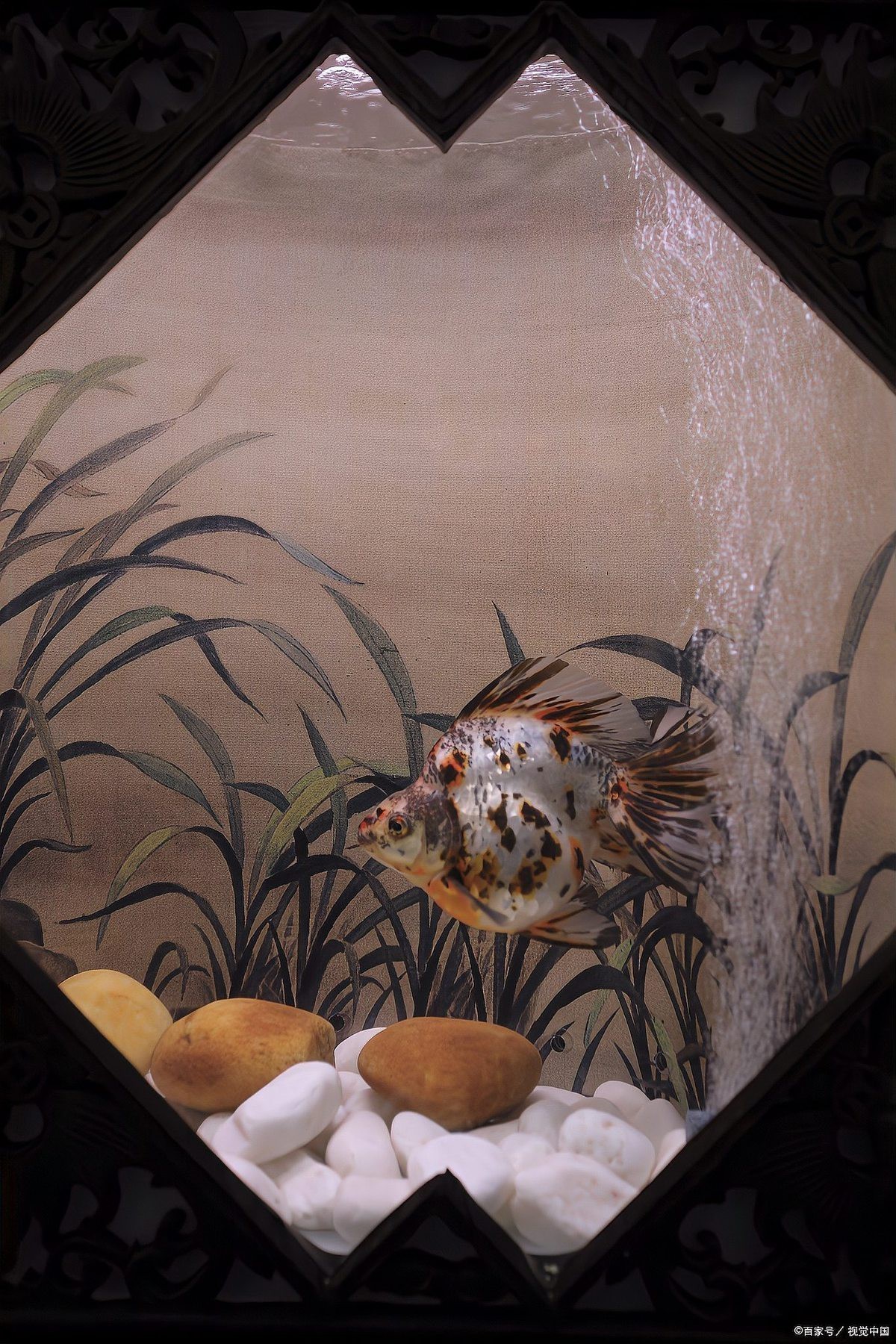 龍魚魚鰭充血后需要隔離嗎？|養魚老道，新魚到家入缸前這些處理步驟要記牢