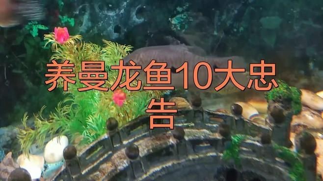 如何科學養殖曼龍魚以減少生態風險？|養曼龍魚10大忠告腦腦甜系生活錄養曼龍魚到底多神奇親養才懂