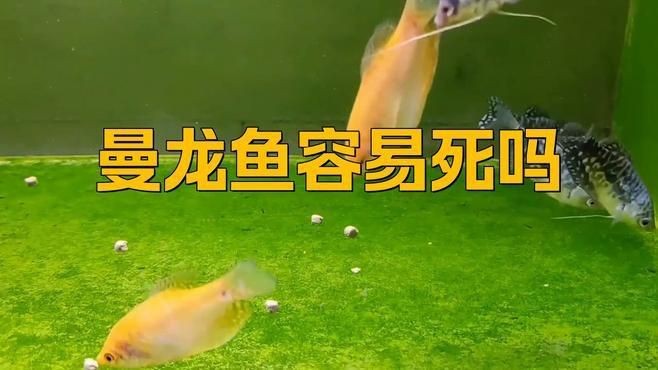 如何科學養殖曼龍魚以減少生態風險？|養曼龍魚10大忠告腦腦甜系生活錄養曼龍魚到底多神奇親養才懂