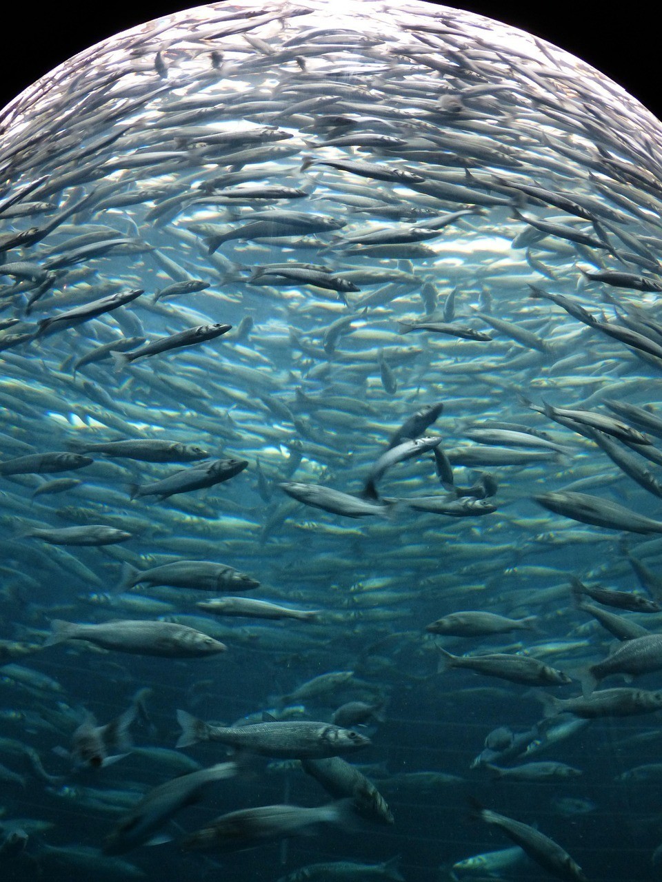 額爾古納水族店|拉布大林漁之樂漁具水族館[需手動填充]額爾古納水族店