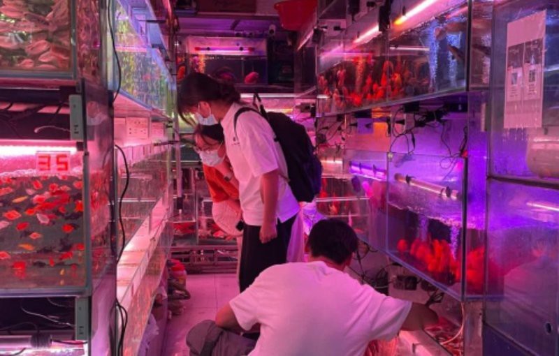 解放水族店|海口解放東路這家“無名”水族館，你去過嗎