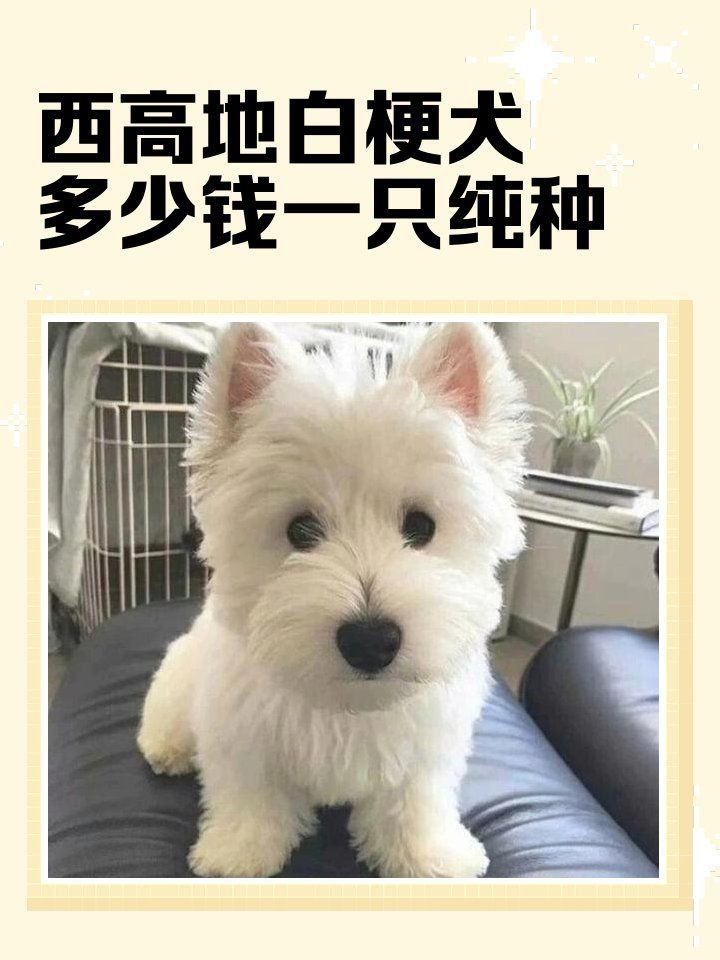 賽級犬多少錢一只|賽級犬的價格因品種、血統純度及種類差異顯著
