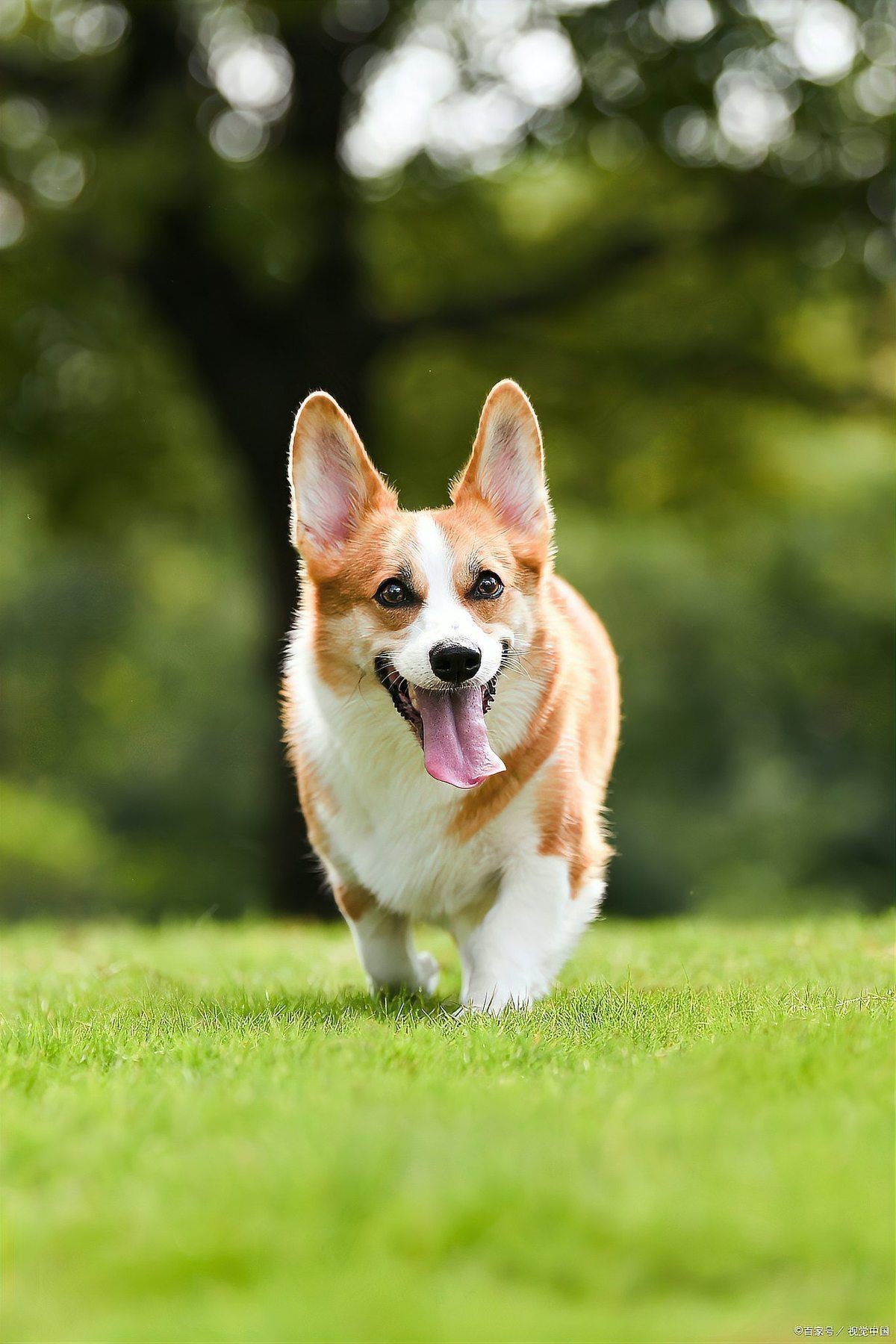 賽級犬多少錢一只|賽級犬的價格因品種、血統純度及種類差異顯著
