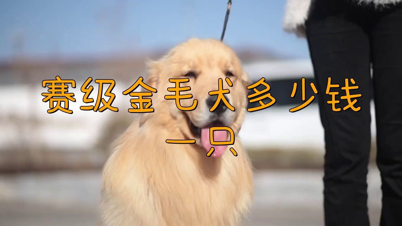 賽級犬多少錢一只|賽級犬的價格因品種、血統純度及種類差異顯著