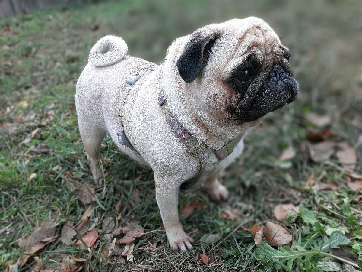 賽級犬多少錢一只|賽級犬的價格因品種、血統純度及種類差異顯著