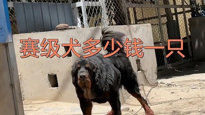 賽級犬多少錢一只|賽級犬的價格因品種、血統純度及種類差異顯著