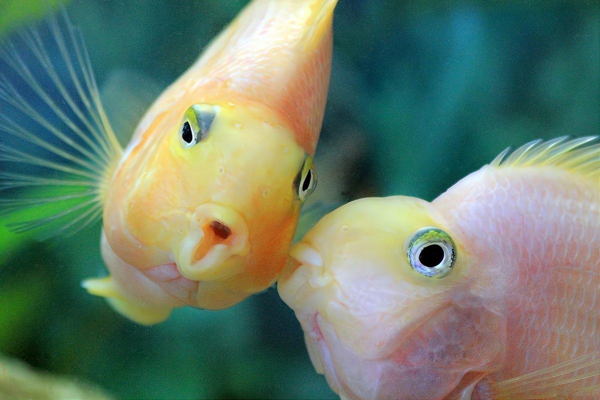2米魚缸最忌三種魚|《2米魚缸最忌三種魚》