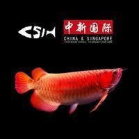 龍魚擋災最忌諱三個東西|龍魚擋災最忌諱三個東西，別讓這四種東西消耗了你家龍魚生命