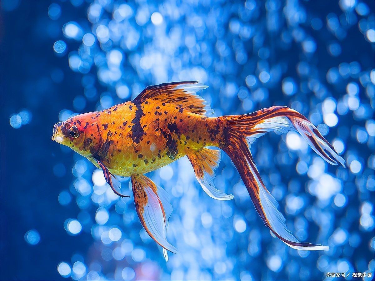 觀賞魚疾病預防指南|《觀賞魚疾病預防指南》