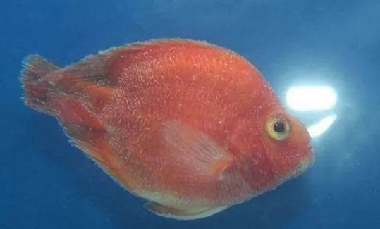 觀賞魚疾病預防指南|《觀賞魚疾病預防指南》