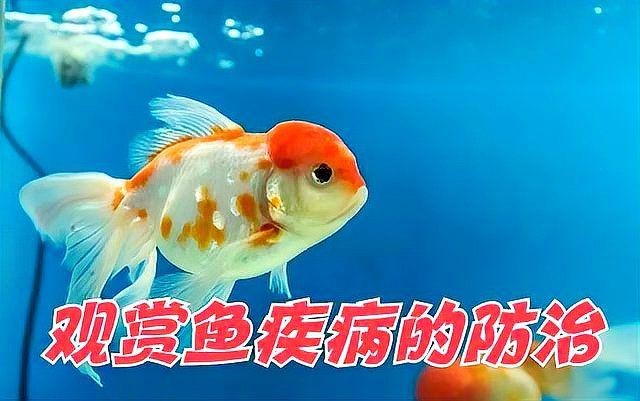觀賞魚疾病預防指南|《觀賞魚疾病預防指南》