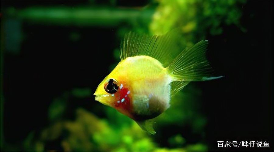 觀賞魚疾病預防指南|《觀賞魚疾病預防指南》