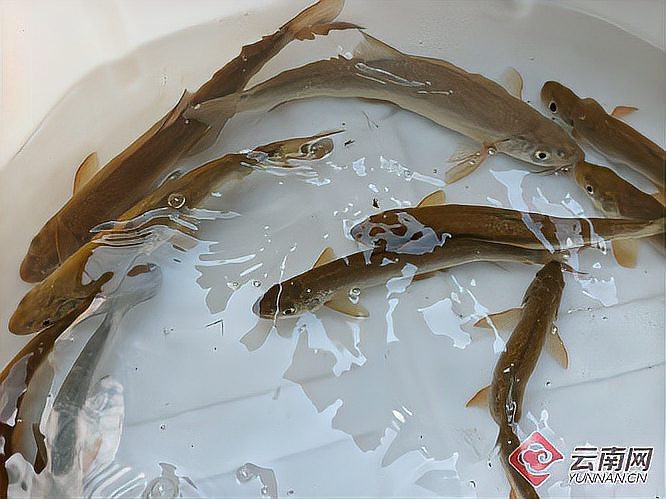 漾濞龍魚店|廣州聚龍灣龍魚店有龍魚養(yǎng)殖嗎漾濞龍魚市場價格在多少