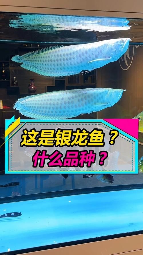 金龍和銀龍圖片|金龍與銀龍圖片的摘要：金龍與銀龍圖片