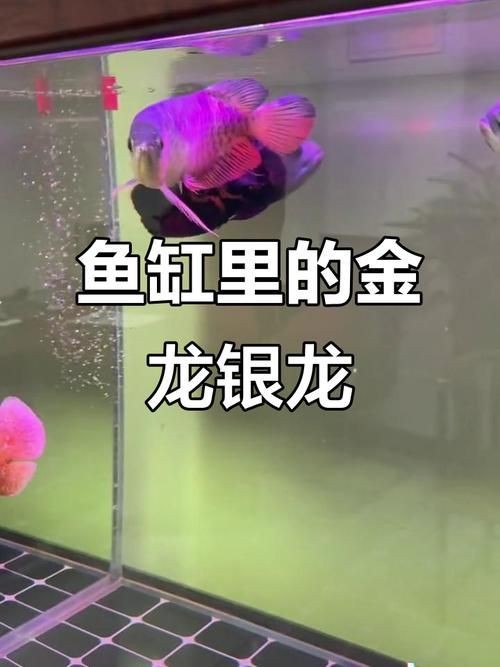 金龍和銀龍圖片|金龍與銀龍圖片的摘要：金龍與銀龍圖片