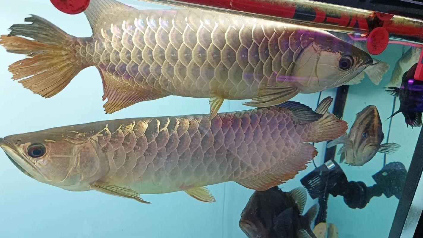 龍魚不吃食多久會死
