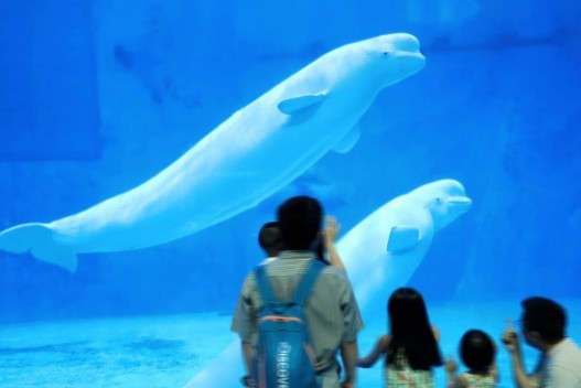 阜陽水族店|阜陽有哪些水族店