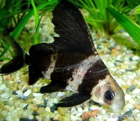 飛鳳魚為何不建議養(yǎng)|飛鳳魚為什么不建議飼養(yǎng)飛鳳魚，養(yǎng)鳳尾魚總養(yǎng)不活摸清這幾點(diǎn)