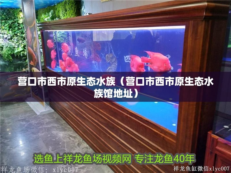 西市水族店|營口市西市原生態水族館