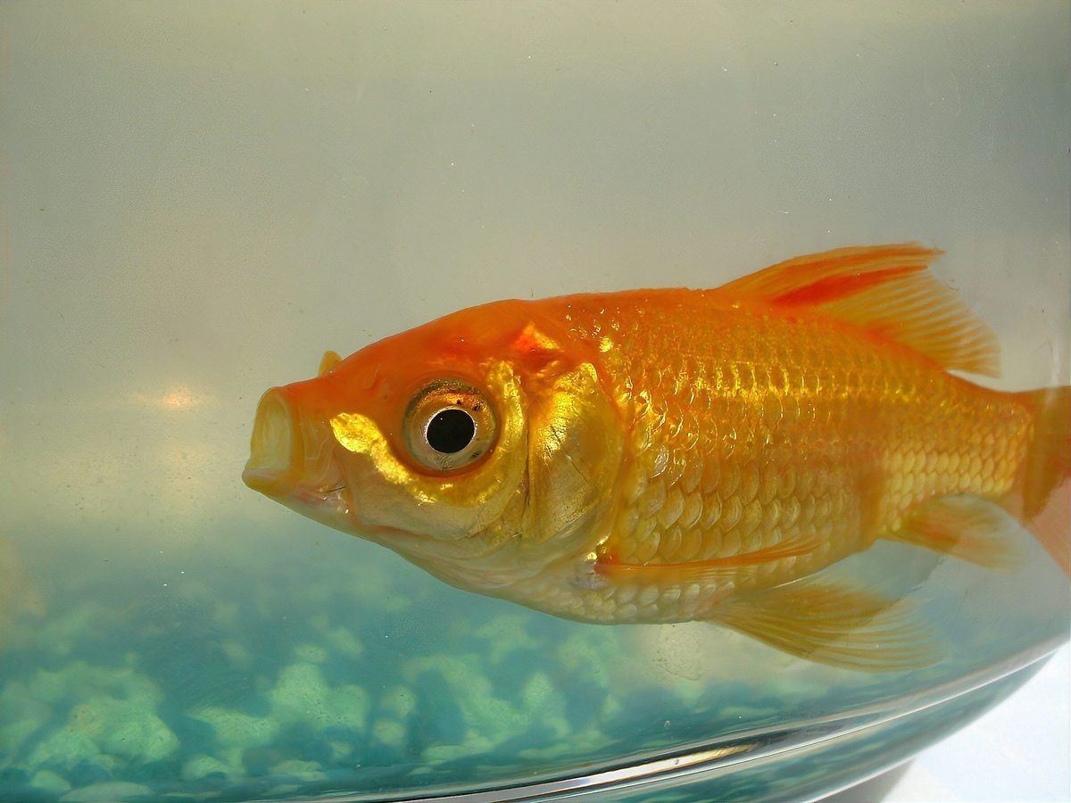 哪些藥物可能導致魚浮頭？|水產養殖中，藥物使用不當易引發魚浮頭現象