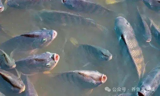 哪些藥物可能導致魚浮頭？|水產養殖中，藥物使用不當易引發魚浮頭現象