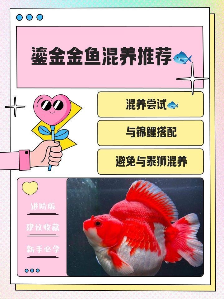鎏金魚混養最佳搭配|《鎏金魚混養最佳搭配》