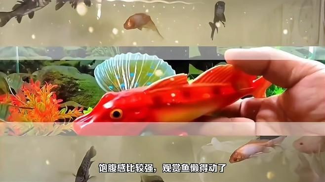 哪些魚更容易出現趴缸現象？|觀賞魚趴在缸底怎么回事觀賞魚趴在缸底怎么回事