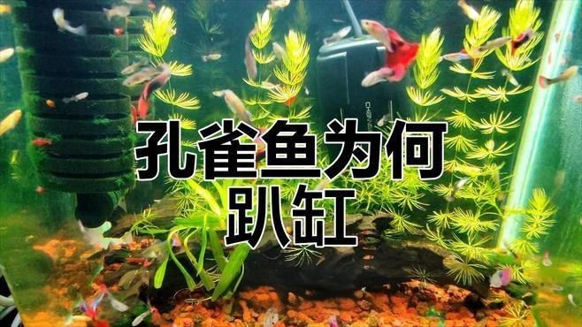 哪些魚更容易出現趴缸現象？|觀賞魚趴在缸底怎么回事觀賞魚趴在缸底怎么回事