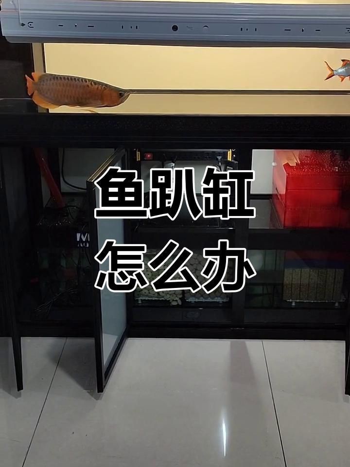 哪些魚更容易出現趴缸現象？|觀賞魚趴在缸底怎么回事觀賞魚趴在缸底怎么回事