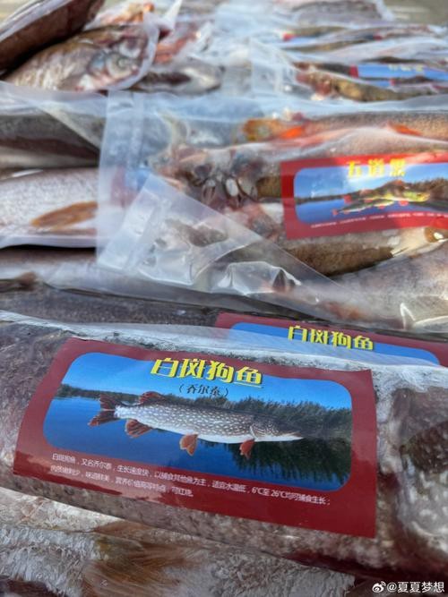 福海魚(yú)圖片及價(jià)格|新疆福海冬捕節(jié)頭魚(yú)拍賣價(jià)刷新歷史新高