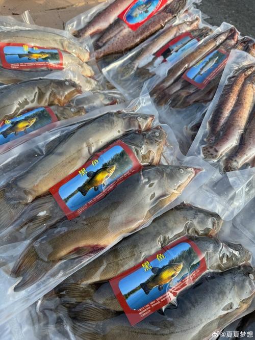 福海魚圖片及價格|新疆福海冬捕節頭魚拍賣價刷新歷史新高