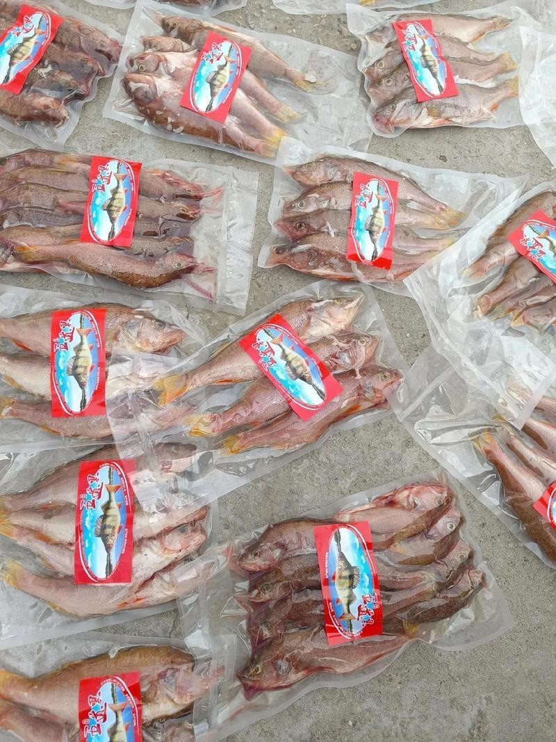 福海魚(yú)圖片及價(jià)格|新疆福海冬捕節(jié)頭魚(yú)拍賣價(jià)刷新歷史新高