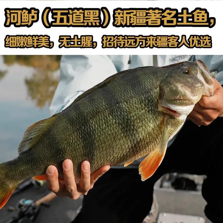 福海魚(yú)圖片及價(jià)格|新疆福海冬捕節(jié)頭魚(yú)拍賣價(jià)刷新歷史新高