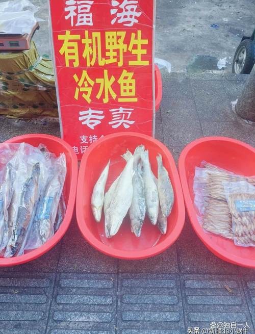 福海魚(yú)圖片及價(jià)格|新疆福海冬捕節(jié)頭魚(yú)拍賣價(jià)刷新歷史新高