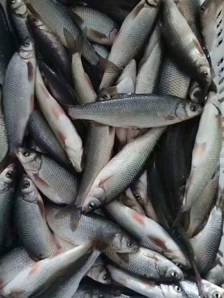 福海魚(yú)圖片及價(jià)格|新疆福海冬捕節(jié)頭魚(yú)拍賣價(jià)刷新歷史新高