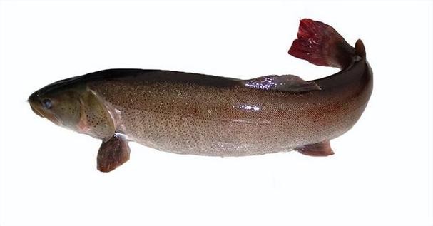 福海魚(yú)圖片及價(jià)格|新疆福海冬捕節(jié)頭魚(yú)拍賣價(jià)刷新歷史新高