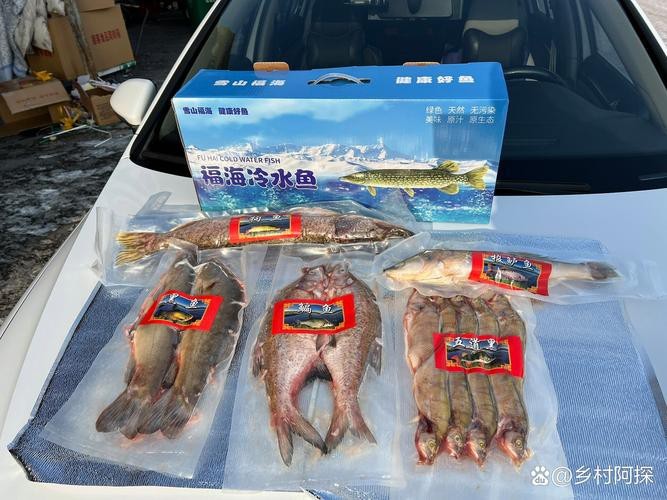 福海魚(yú)圖片及價(jià)格|新疆福海冬捕節(jié)頭魚(yú)拍賣價(jià)刷新歷史新高
