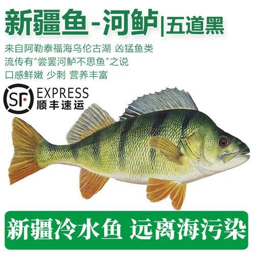 福海魚(yú)圖片及價(jià)格|新疆福海冬捕節(jié)頭魚(yú)拍賣價(jià)刷新歷史新高