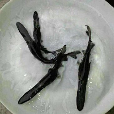 三斤的鴨嘴魚多少錢一斤|58元/斤的鴨嘴魚多少錢一斤
