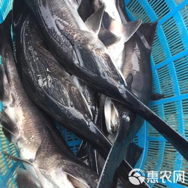 三斤的鴨嘴魚(yú)多少錢(qián)一斤|58元/斤的鴨嘴魚(yú)多少錢(qián)一斤